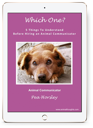 Which One? 5 Things To Understand Before Hiring An Animal Communicator